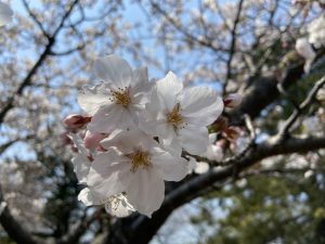 SAKURA