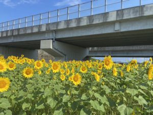 夏季休暇のお知らせ